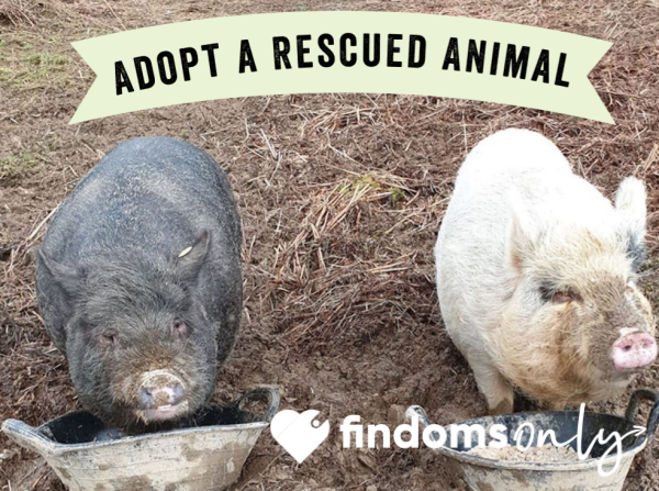 Adopt A Piggie 🐷