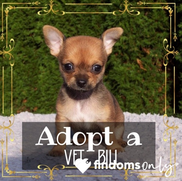 ADOPT A PUPPY Bill