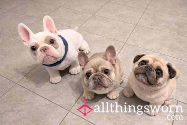 Adopt My Pets Bill