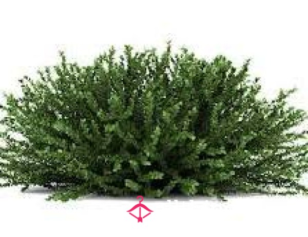 All Natural Bush