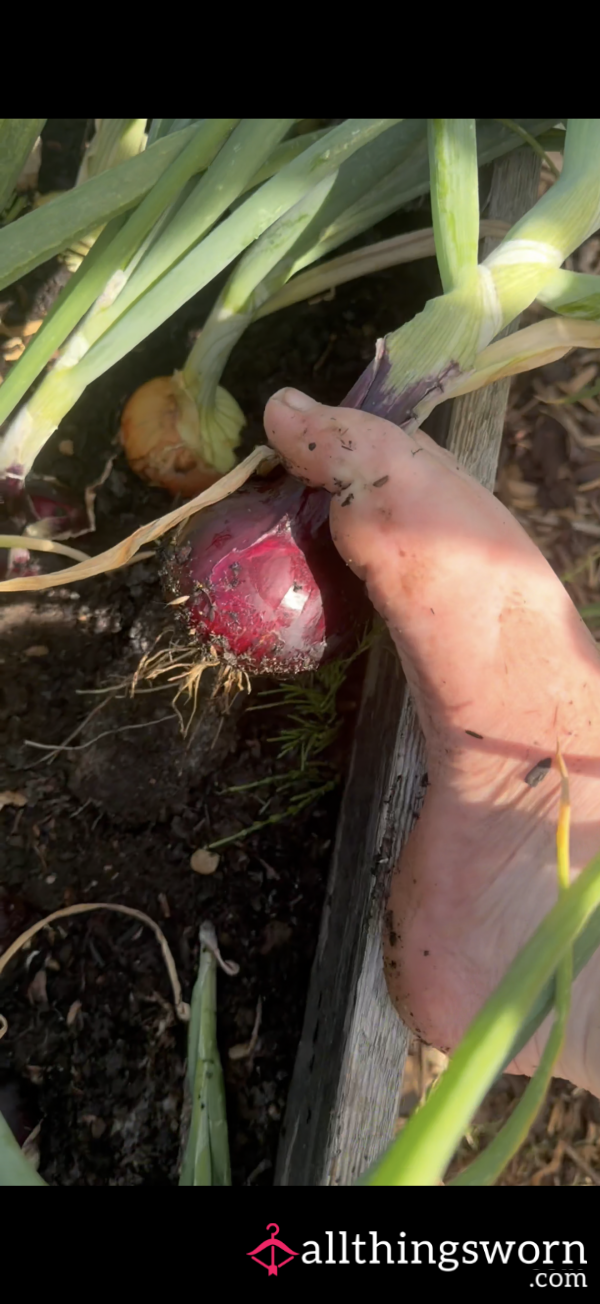 ASMR Onion Picking