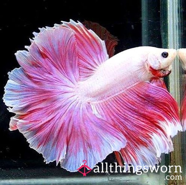 Betta Fish Fund