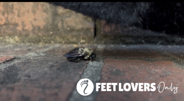 Bug Crush Video With Shoe