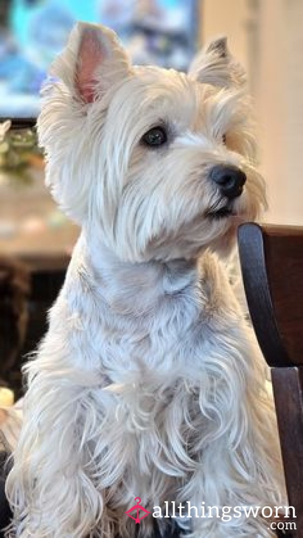 Buy Me A Westie