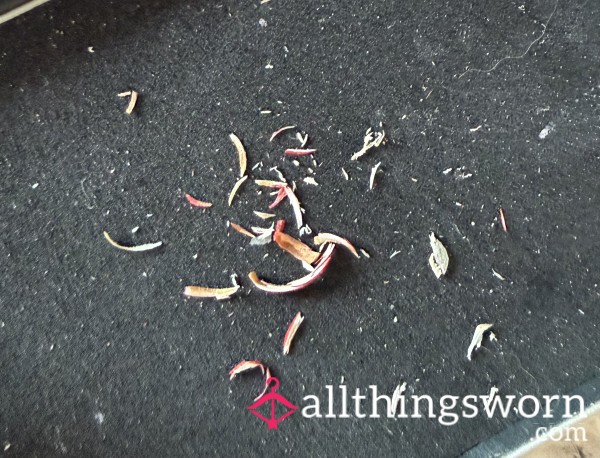 Clipped Toe Nails