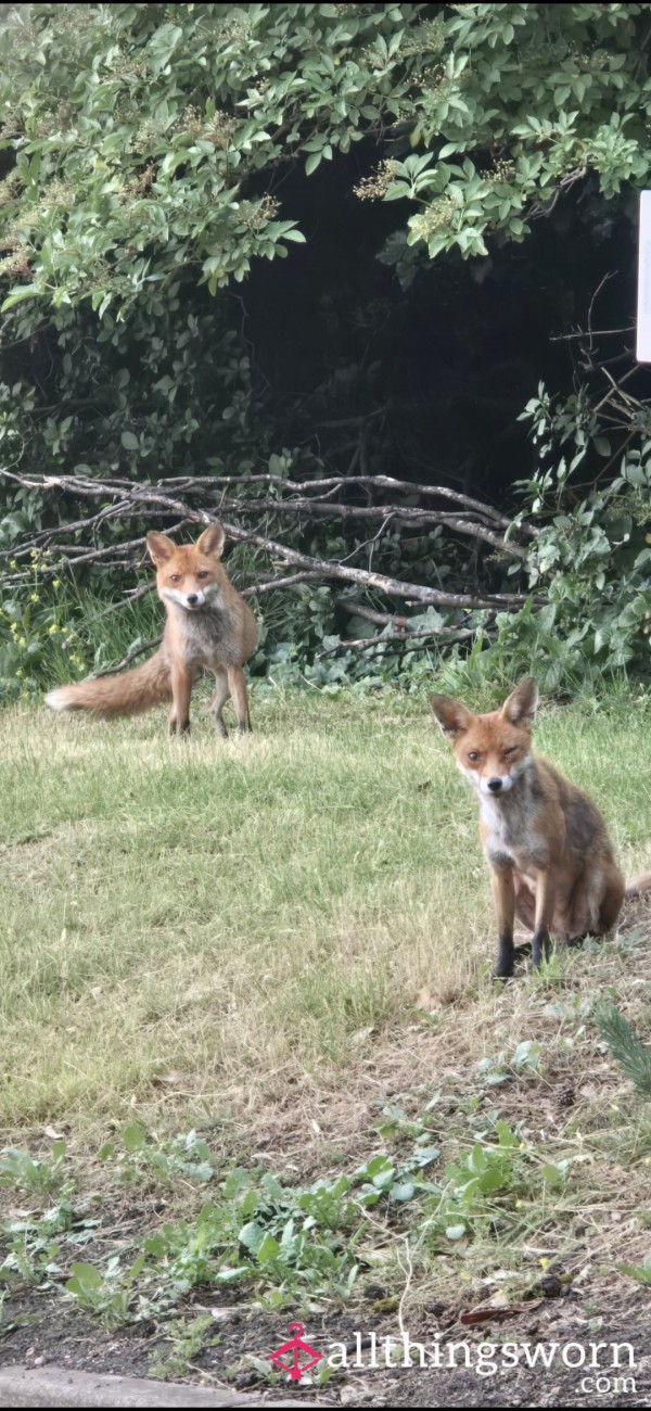 Feed The Foxes With Me 🦊