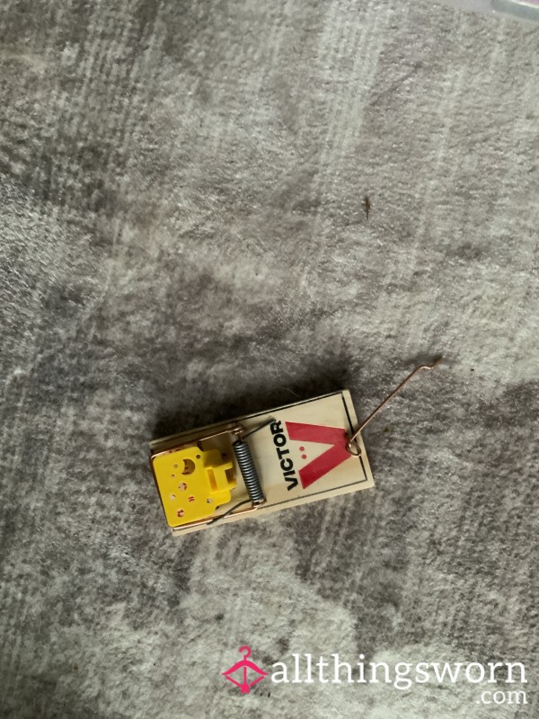 Flirting With A Mousetrap