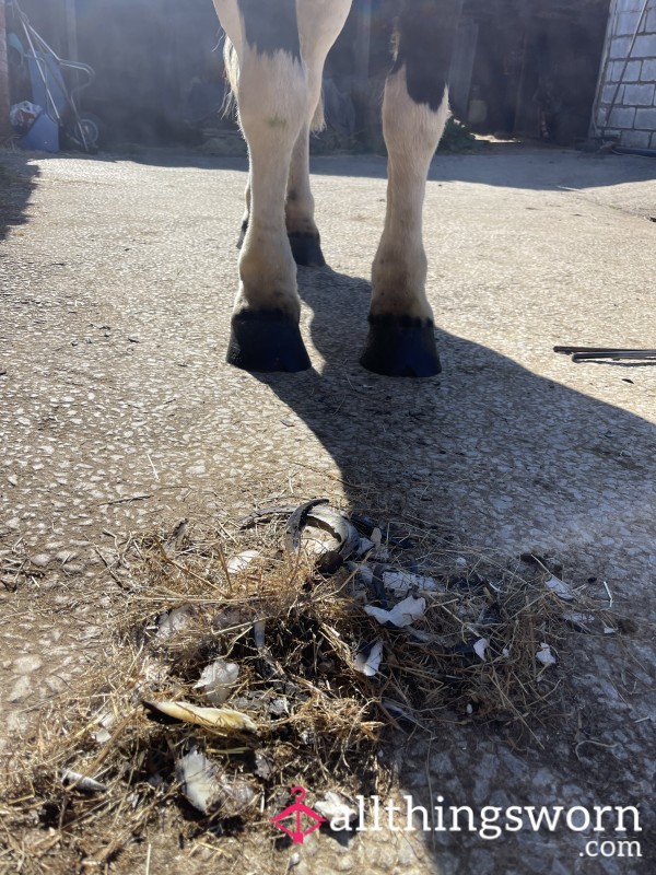 Forget Foot Dust, Who Wants Hoof Dust 🐴
