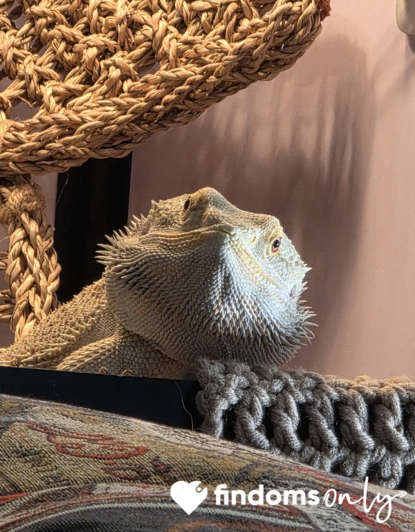 Good Lizard Treats! 🦎