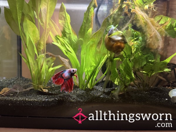 Hand Feeding My Betta Fish Hot Cheeto