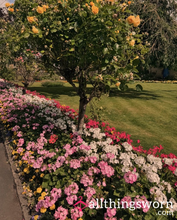 Help Fund LollyLovves’ Gardening Obsession - £1.00 Tip 👅