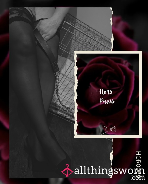 🌹 Hors Paws 🌹