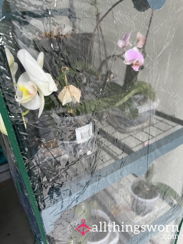 I Don’t Just Want, I Need More Orchids