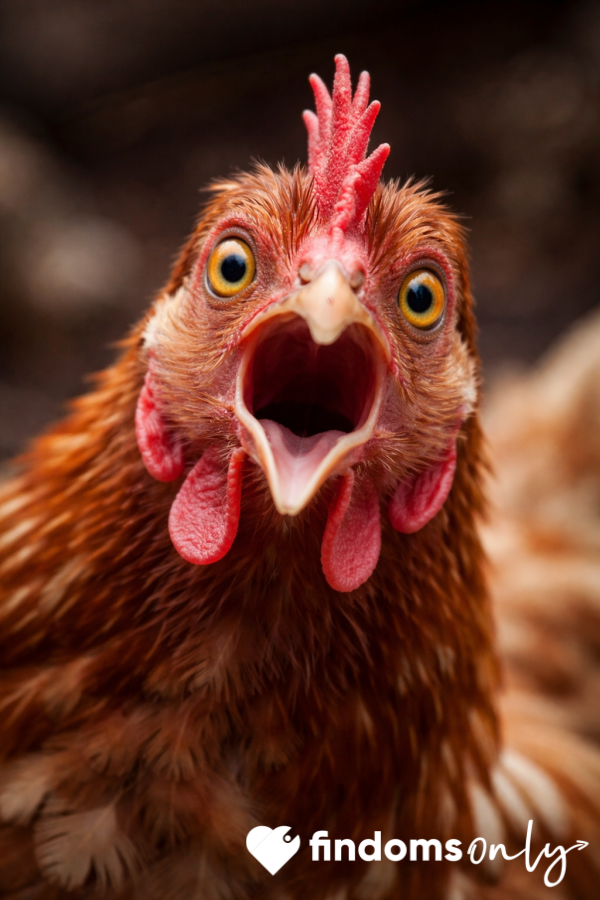 Let’s Play Chicken!🐓