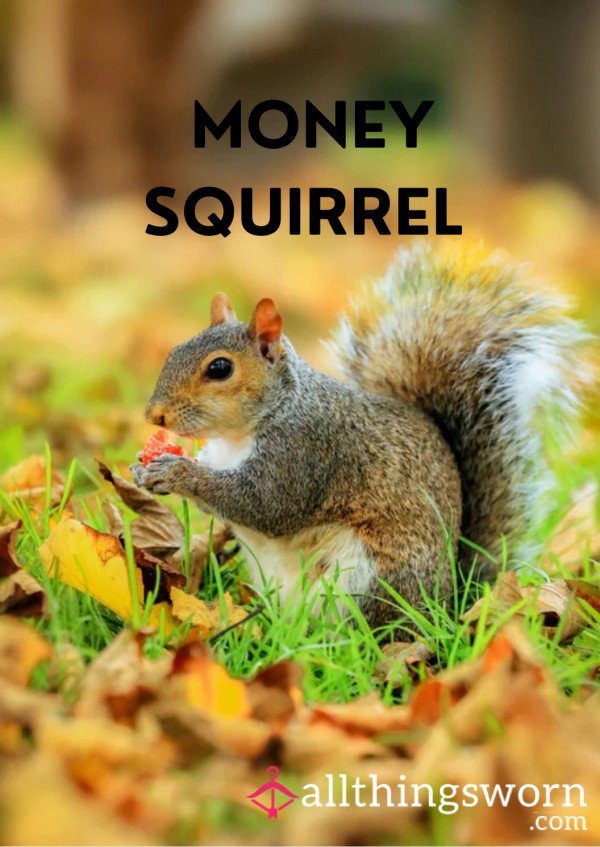 Money Squirrel