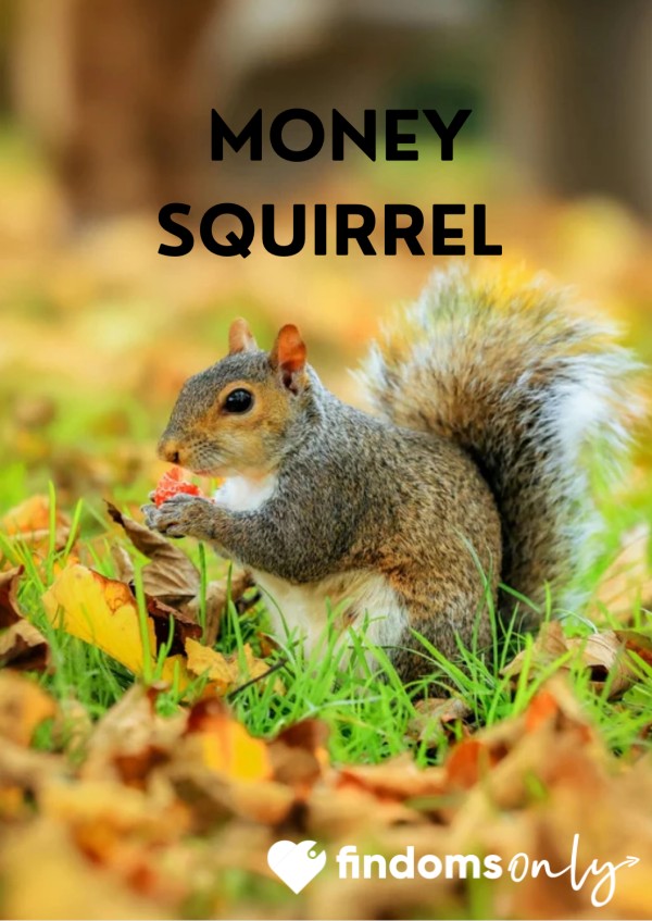 Money Squirrel