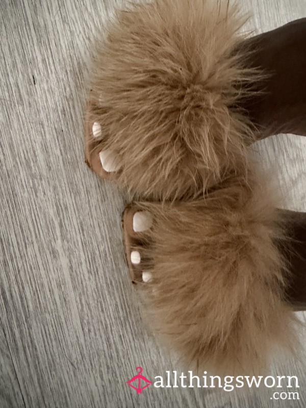 Mr Furry Shoe Cam.