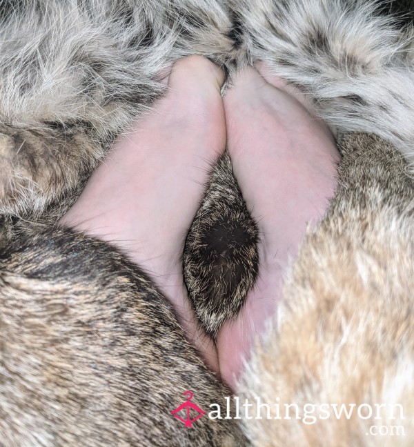 My Painted Toes Playing With A Bobcat Pelt