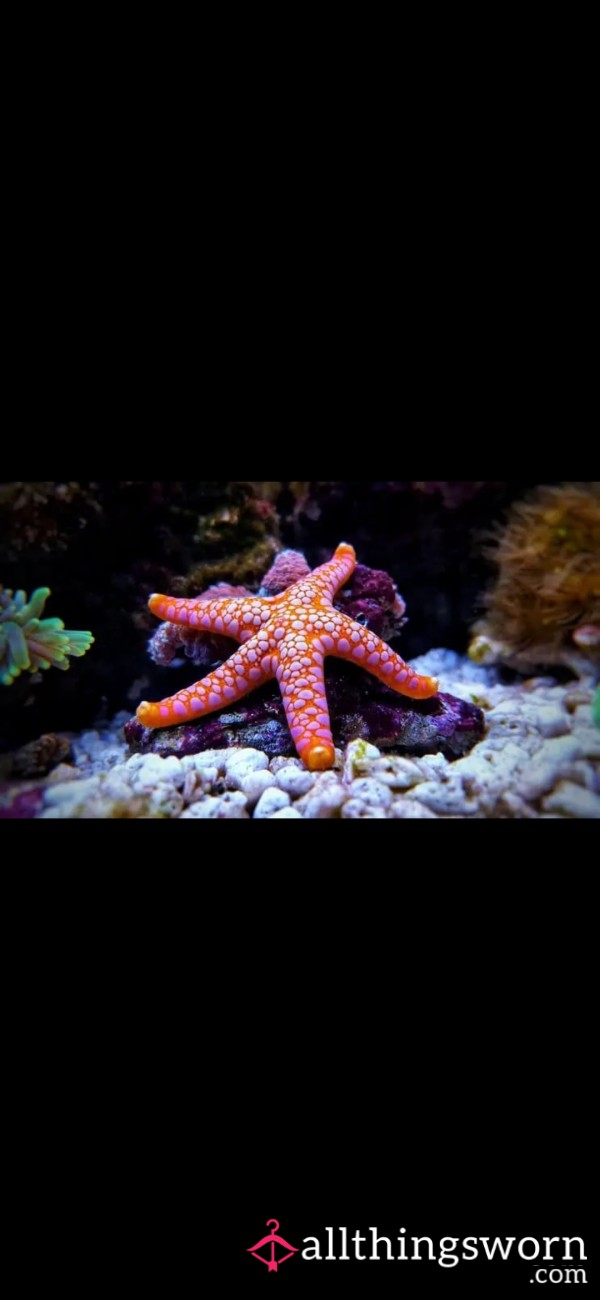 My Starfish, Have You Met Her?🩵