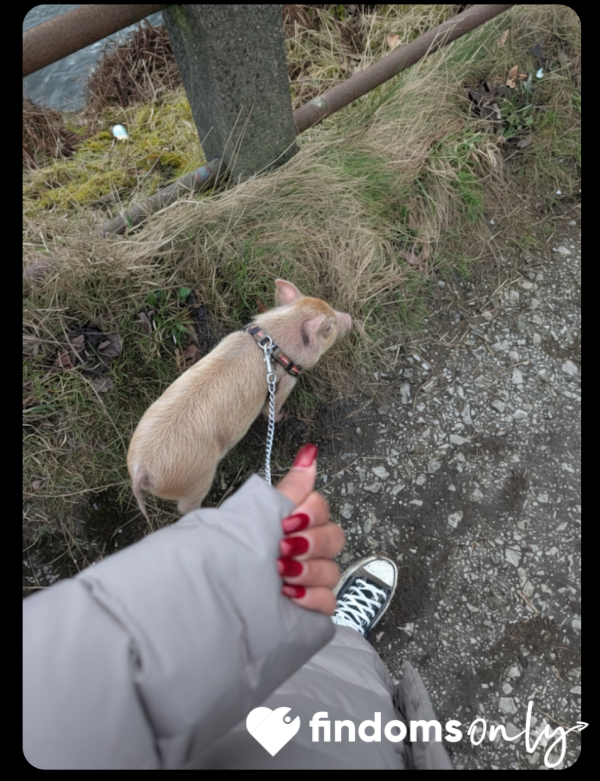 Opportunity To Be My Pet Pig For The Day ✨😍🐷