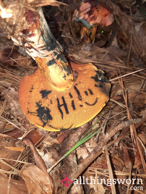 Pay For My Hike - Support Wildlife