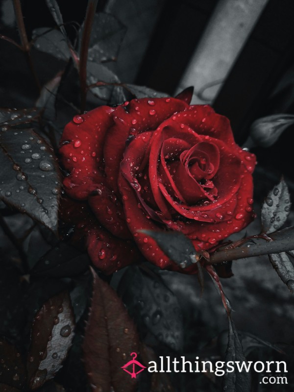 Pay Me Just To Exist 🌹