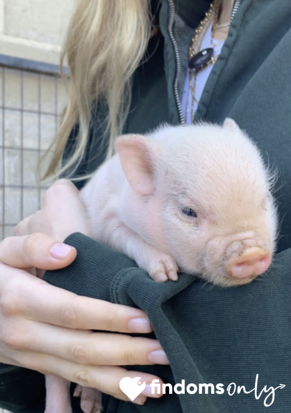 Piglet Application