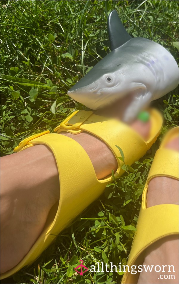 Shark Nibbles🦈