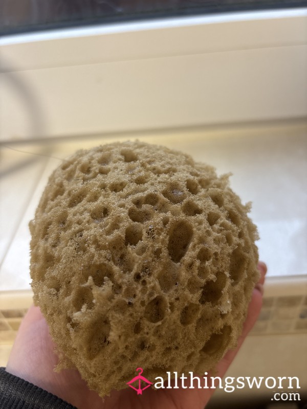 Shower Sponge