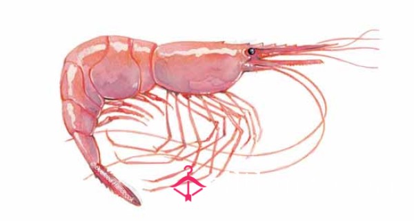 SHRIMP ABUSE CALL 🍤