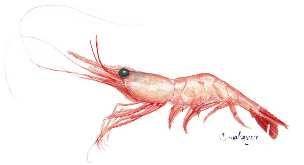 Shrimp Rating!