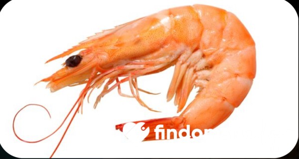 Shrimp Rating