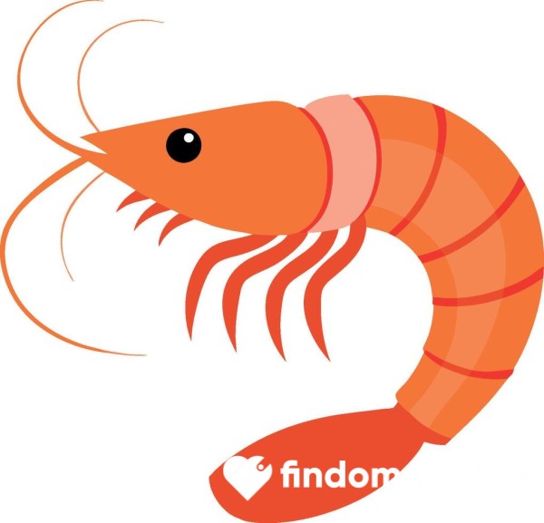 Shrimp Review 🦐