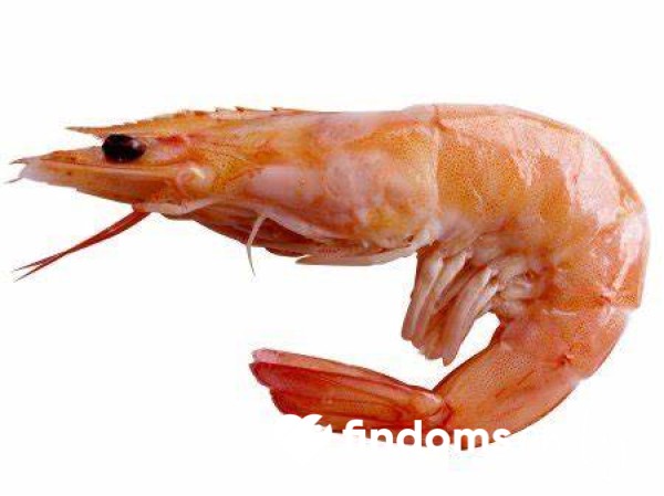 Shrimp 🍤 Tax