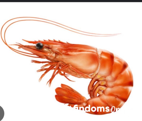 Shrimp Tax