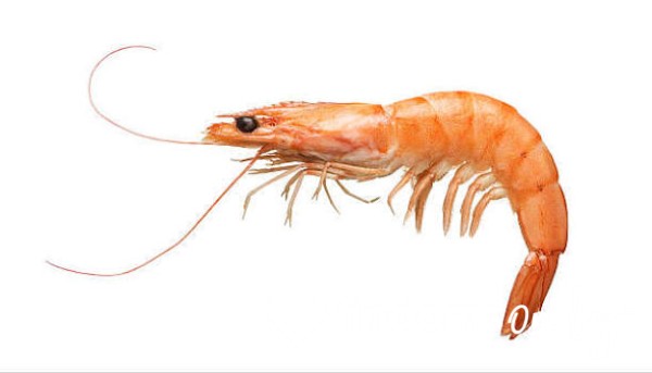 Shrimp Tax
