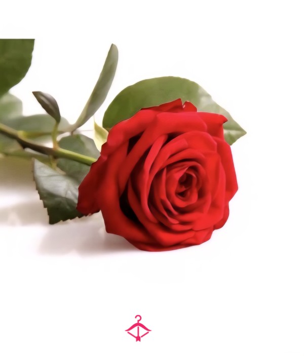 Solo Play With My Rose