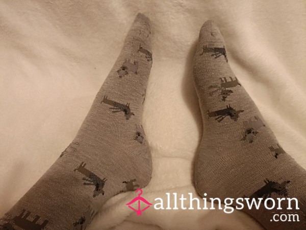 Tatty, Very Well Worn Dog Ankle Socks