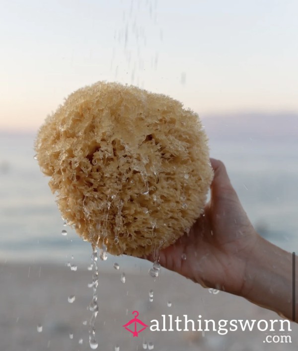 The “shame Sponge”🤪 W Clip