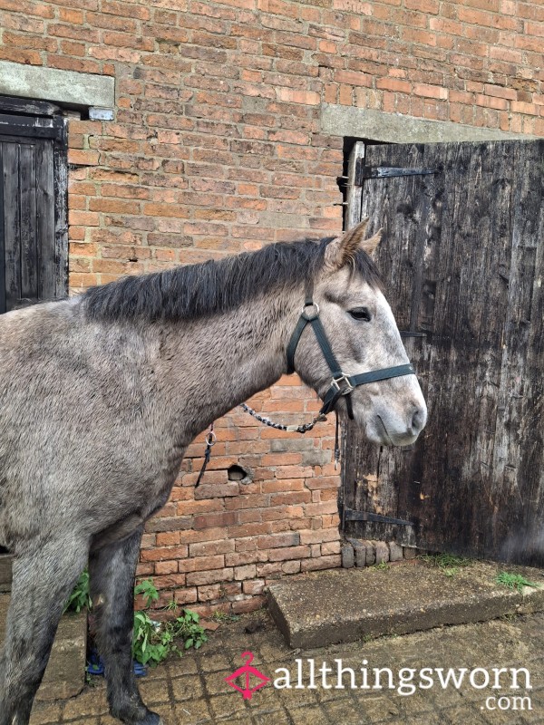Think You Can Handle A Horsey Partner?
