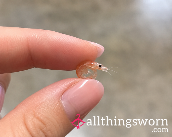 Tiny Tiny Shrimp Tax