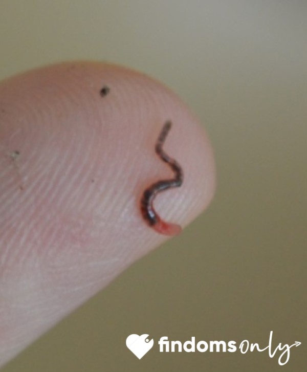 Tiny Worm Tax