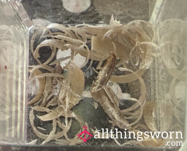 Toe And Finger Nail Clippings