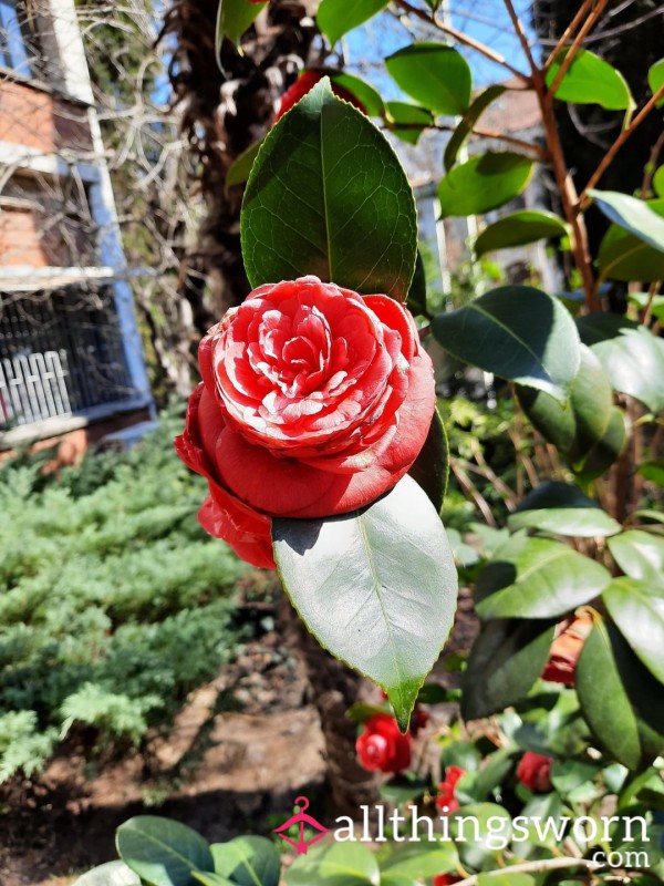 Wanna See My Rose? -freshly F**ked A**