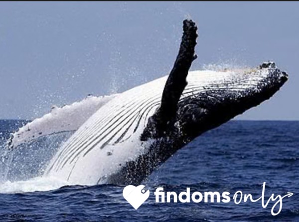 Whaleeeeeeeeee 🐋🐋🐋🐋