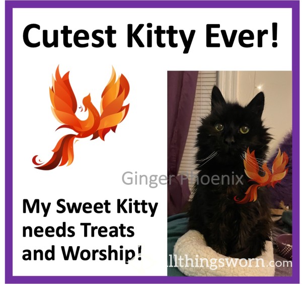 Worship My Kitty!!  Xx  Goddess's Feline Familiar Also Needs Worship!  Xx  Sponsor Treats, Vet Bills, Toys, And More!  Xx
