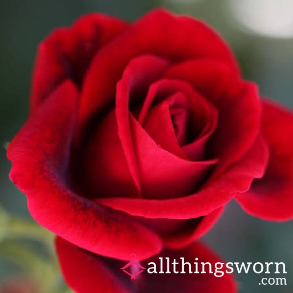 AmberRosey
