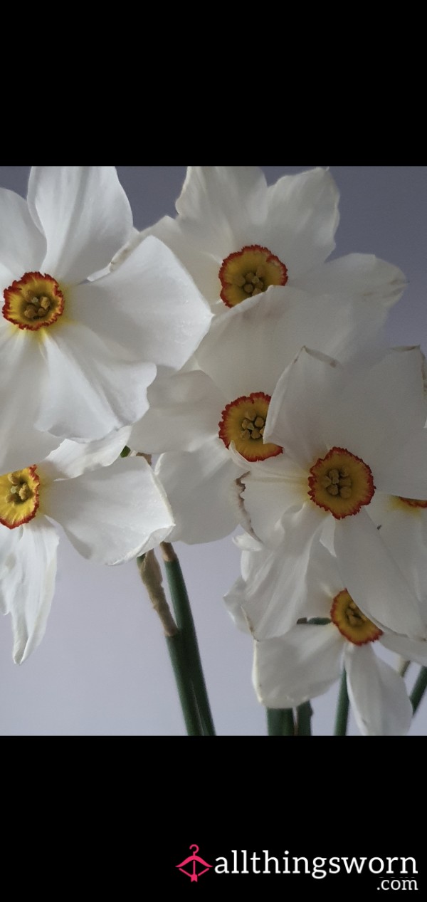Aprilbee