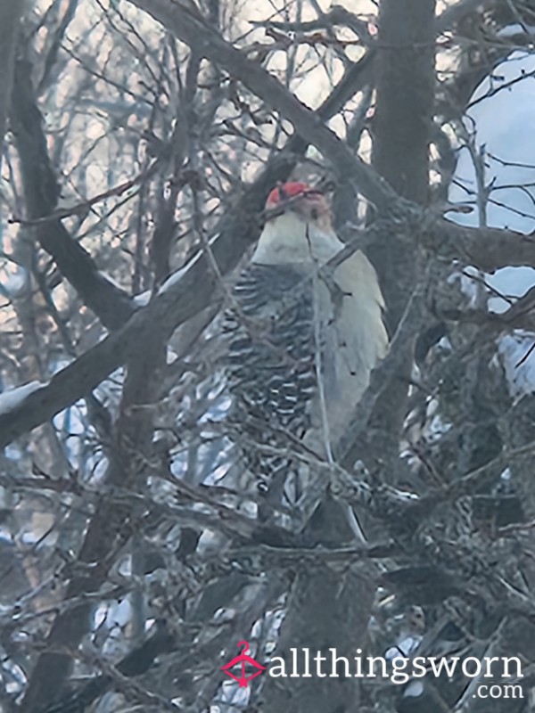 Backyardbirder