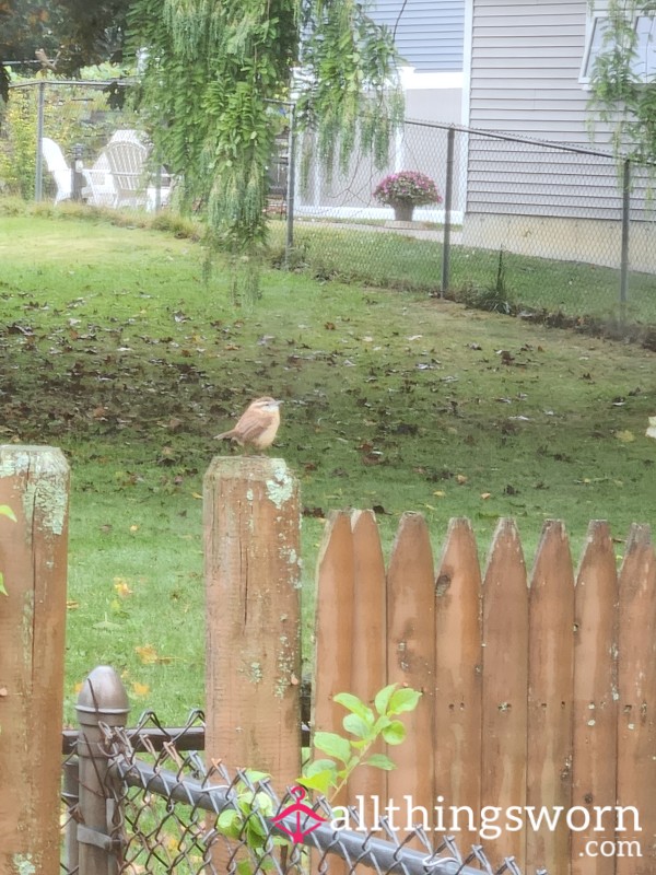 Backyardbirder